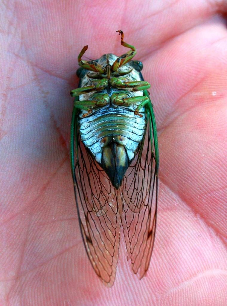 17 Year Locust aka 17 Year Cicada Gobbler Nation